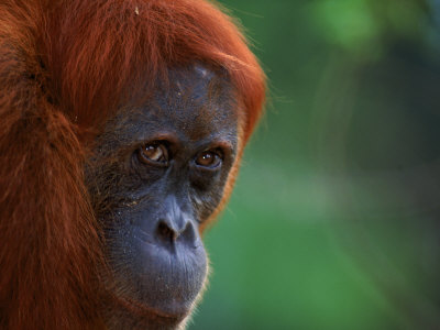 Orang Utan (Pongo Abelii) Female Known As 'Edita', Gunung Leuser National Park Sumatra, Indonesia by Anup Shah Pricing Limited Edition Print image