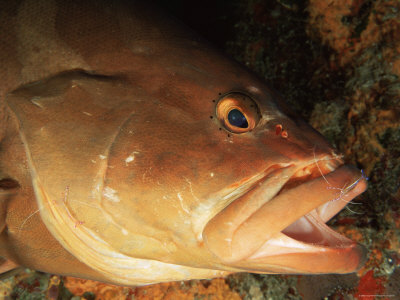 Nassau Grouper, Cleaner Shrimp, Removes Parasites From Skin, Cayman Islands, Caribbean by Doug Perrine Pricing Limited Edition Print image