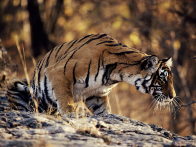Tigress Concentrating On Prey, Ranthambhore National Park, Rajasthan India, Noorjahan by Anup Shah Pricing Limited Edition Print image