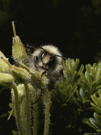 Close View Of A Bee On Heath by Sylvia Sharnoff Pricing Limited Edition Print image