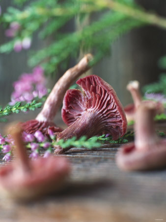 Violet Tricholoma Mushroom by Bernhard Winkelmann Pricing Limited Edition Print image
