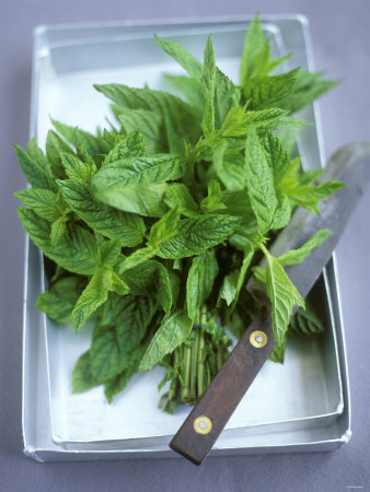 Bunch Of Freshly-Cut Mint In A Zinc Bowl With Knife by David Loftus Pricing Limited Edition Print image