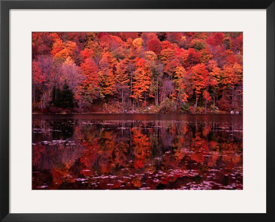 Fall Colours Reflected In The River, Vermont, Usa by Mark Newman Pricing Limited Edition Print image