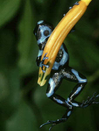Green & Black Poison Arrow, Frog Dendrobates Auratus Blue Morph, Panama by Brian Kenney Pricing Limited Edition Print image