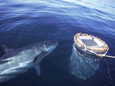 Great White Shark, Inspecting Shark Cage, False Bay, Atlantic Ocean by Chris And Monique Fallows Pricing Limited Edition Print image