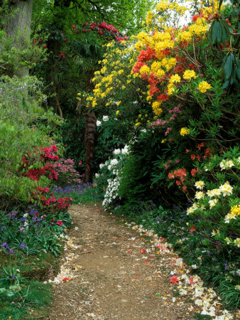 Rhododendron, Azalea, Camellia, Bluebell With Petals On Path, West Sussex, Early Summer by Pernilla Bergdahl Pricing Limited Edition Print image