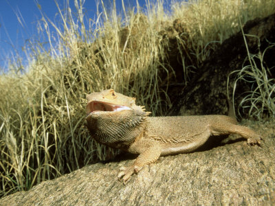 Bearded Dragon, Single, Australia by Patricio Robles Gil Pricing Limited Edition Print image