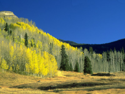 Fall Foliage Between Durango And Hermosa, Co by Jim Vitali Pricing Limited Edition Print image