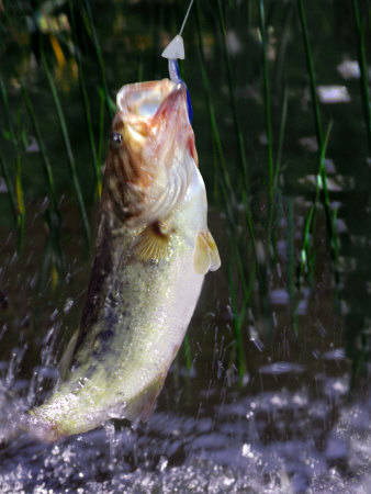 Largemouth Bass Hooked by Lawrence Sawyer Pricing Limited Edition Print image