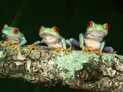 Red-Eyed Tree Frogs, Agalychnis Callidryas Central America by Brian Kenney Pricing Limited Edition Print image