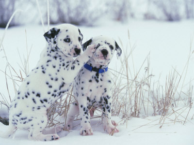 Dalmation Puppy Pair In Winter by Alan And Sandy Carey Pricing Limited Edition Print image