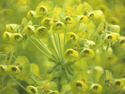 Euphorbia, Close-Up Of Green Flowers by Hemant Jariwala Pricing Limited Edition Print image
