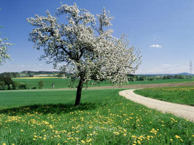 Dirt Road Near Grassy Field With Tree by Walter Geiersperger Pricing Limited Edition Print image