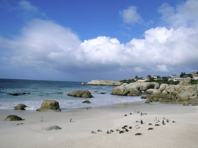 Penguins At The Boulders, Cape Town, South Africa by Bill Bachmann Pricing Limited Edition Print image