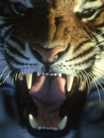 Bengal Tiger, Panthera Tigris Endangered, Snarling, India by Brian Kenney Pricing Limited Edition Print image