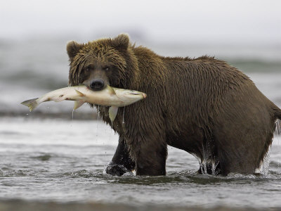 Grizzly Bear, Adult Female Holding Salmon, Alaska by Mark Hamblin Pricing Limited Edition Print image