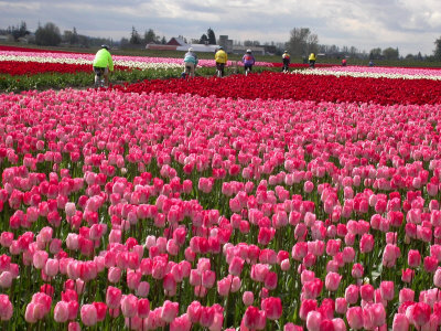 People Riding Through Tulip Field, Mt. Vernon, Wa by Yvette Cardozo Pricing Limited Edition Print image