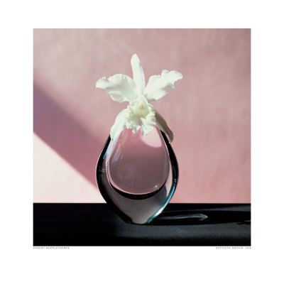 Cattleya Orchid, C.1982 by Robert Mapplethorpe Pricing Limited Edition Print image