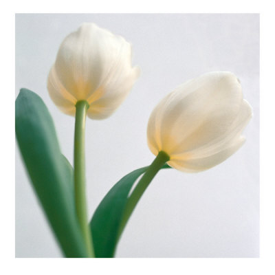 Two Tulips by Carolina Ambida Pricing Limited Edition Print image