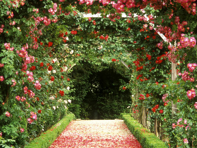 Rose Arches At Bagatelle Garden Paris, France by Martine Mouchy Pricing Limited Edition Print image