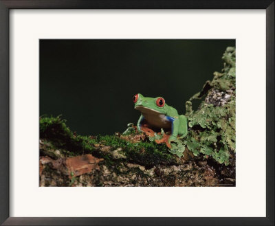 Red Eye Treefrog (Agalychnis Callidryas), In Captivity, From Central America by James Hager Pricing Limited Edition Print image