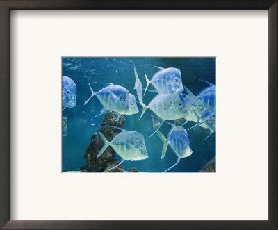 Aquarium, Oceanographic Institute, Monaco-Veille, Monaco by Ethel Davies Pricing Limited Edition Print image