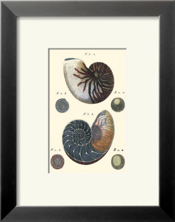 Sea Shells Vi by Denis Diderot Pricing Limited Edition Print image