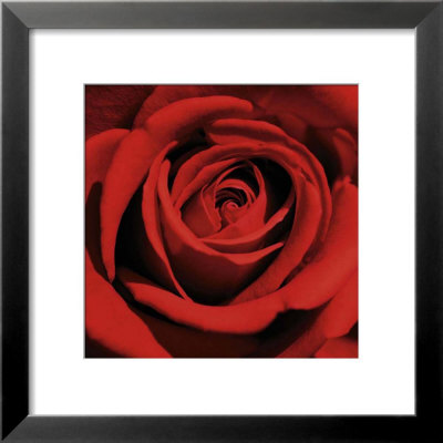 Romatic Blooming Red Rose by Laurent Pinsard Pricing Limited Edition Print image