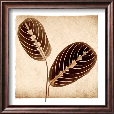 Maranta Leaves by Michael Mandolfo Pricing Limited Edition Print image