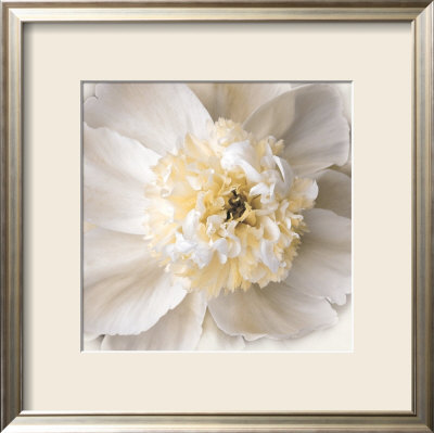 Peony Praise by Rebecca Swanson Pricing Limited Edition Print image