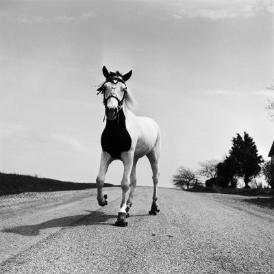 Jimmy The Horse Rollerskating Down Road In Front Of Its Farm by Joe Scherschel Pricing Limited Edition Print image