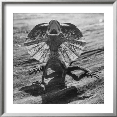 The Frilled Lizard Of Australia Opening Its Frill To Ward Off Intruders by Fritz Goro Pricing Limited Edition Print image
