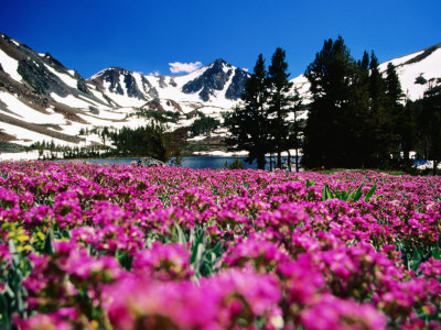 Flowers With Mountains In The Background, Sierra Nevada Mountains, United States Of America by Jerry Alexander Pricing Limited Edition Print image