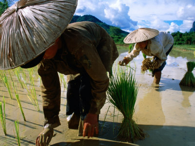 Women Working In Rice Fields, Southern Laos, Laos by Jerry Galea Pricing Limited Edition Print image