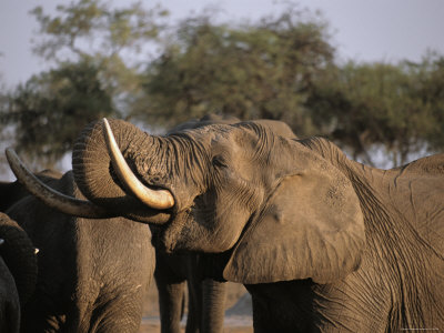 An African Elephant Uses Its Trunk For Eating by Beverly Joubert Pricing Limited Edition Print image