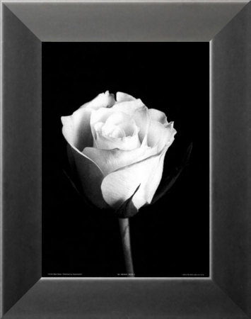 Rose Ii by Mark Baker Pricing Limited Edition Print image