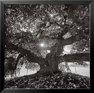 Under Camperdown Elm, Prospect Park by Henri Silberman Pricing Limited Edition Print image