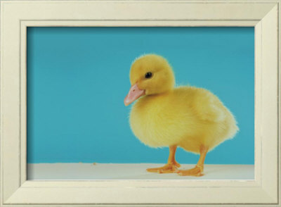 Duckling by Christopher Thomas Pricing Limited Edition Print image