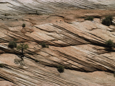 Shrubs And Trees Grow From Cracks In Layered Sandstone by Stephen Sharnoff Pricing Limited Edition Print image