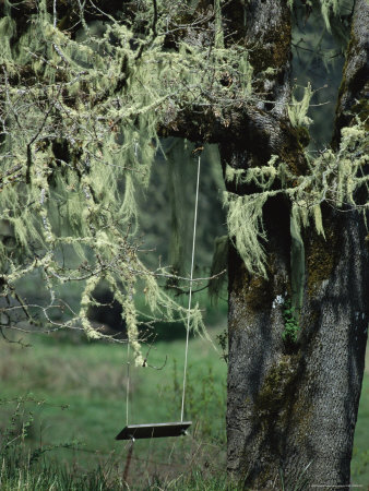 A Swing Hangs From A Tree Draped With Methuselahs Beard Lichens by Sylvia Sharnoff Pricing Limited Edition Print image