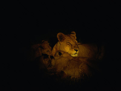 Sleeping Lions Spotlighted At Night by Beverly Joubert Pricing Limited Edition Print image