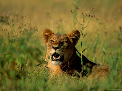 A Female African Lion Bares Her Fangs As She Starts To Yawn by Beverly Joubert Pricing Limited Edition Print image
