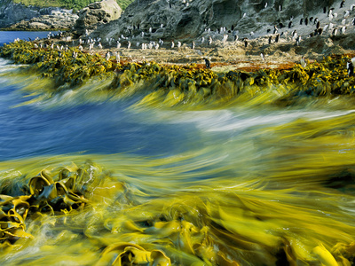 Surf, Bull Kelp, And Snares Crested Penguins, The Snares Islands, New Zealand by Frans Lanting Pricing Limited Edition Print image