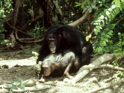 Chimpanzee, Male Adult Mating With Female Adult by Jackie Le Fevre Pricing Limited Edition Print image