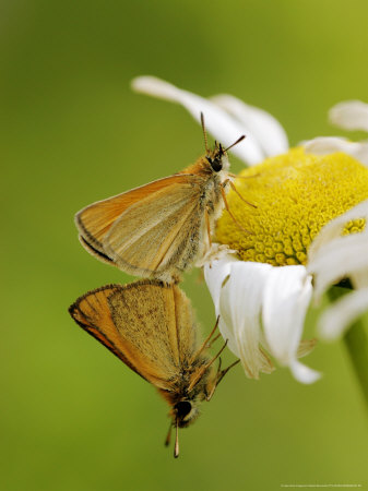 Least Skipper Butterflies, Mating On Daisy, Quebec, Canada by Robert Servranckx Pricing Limited Edition Print image