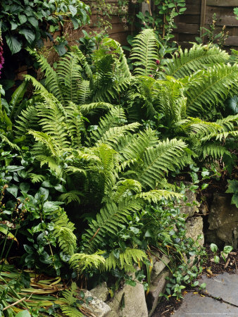 Fern With Hydrangea And Digitalis, Wimbledon by Lynne Brotchie Pricing Limited Edition Print image