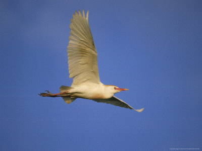 Cattle Egret, Flight, Florida by Brian Kenney Pricing Limited Edition Print image