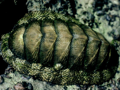 Coat-Of-Mail Shell Or Chiton, Acanthopleura Sp by Oxford Scientific Pricing Limited Edition Print image