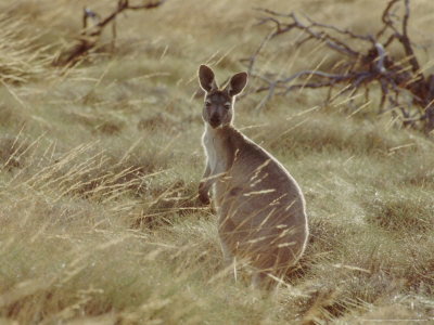 Red Kangaroo, Cape Range National Park, Western Australia by Tony Bomford Pricing Limited Edition Print image
