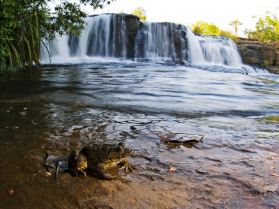 Crowned Bullfrog, Banfora, Africa by Emanuele Biggi Pricing Limited Edition Print image